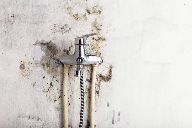 Best DIY Mold Remediation Support Services in Seadrift, TX