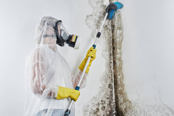 Best Preventive Mold Services in Seadrift, TX