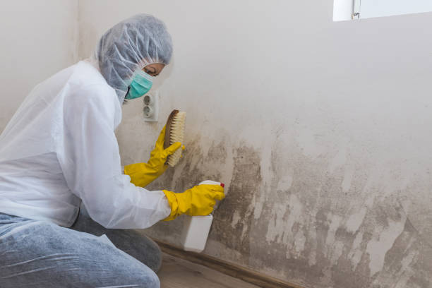 Best HVAC Mold Remediation in Seadrift, TX