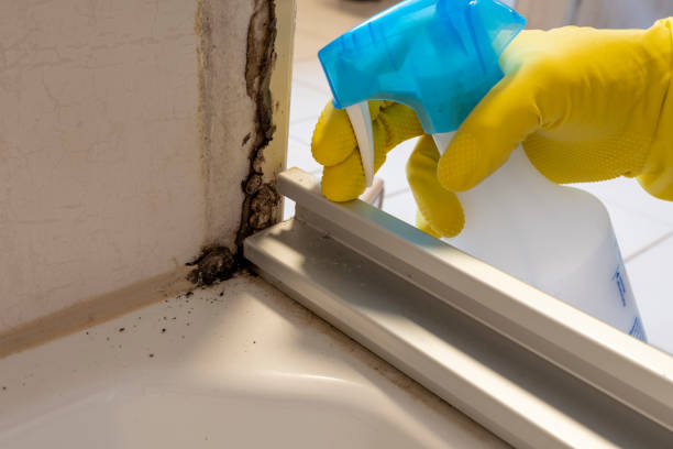 Best Attic Mold Remediation in Seadrift, TX