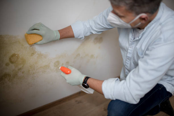Best White Mold Remediation in Seadrift, TX