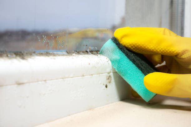 Professional Mold Remediation in Seadrift, TX
