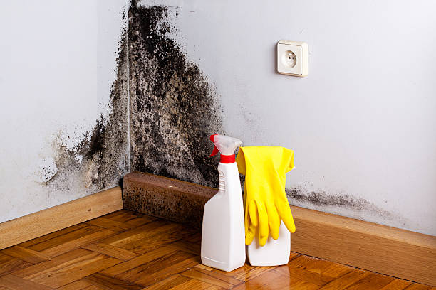 Best Emergency Mold Remediation in Seadrift, TX